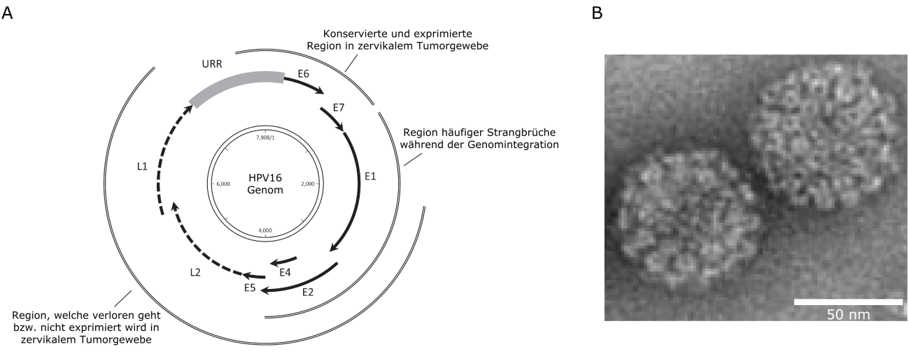 EINLEITUNG Abbildung 1.3: Genom- und Kapsidstruktur von HPV. A: Schematische Darstellung des HPV16 Genoms.