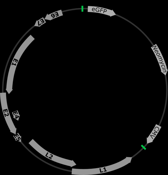 ERGEBNISSE und inhomogener Struktur einher (Abbildung 3.5, rechtes Bild, Pfeilmarkierungen).