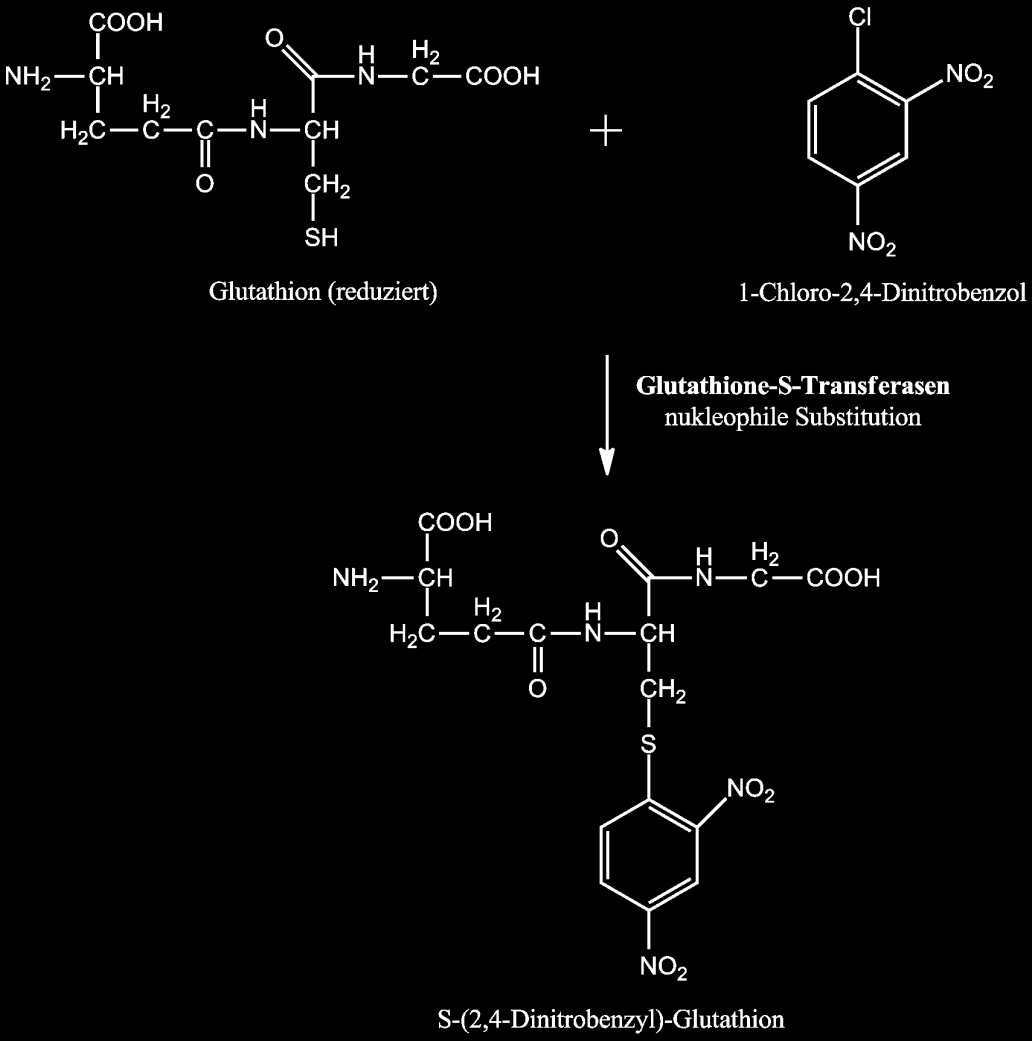 Glutathion-S-Transferase 68 9.