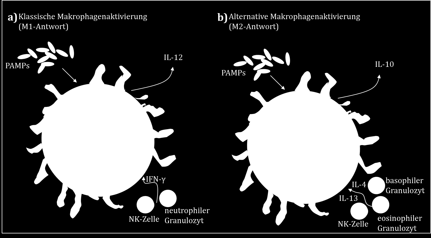 Einleitung Abb. 1.2: Modell der klassischen und alternativen Aktivierung von Makrophagen. Für die Aktivierung von Makrophagen werden zwei Signale benötigt.
