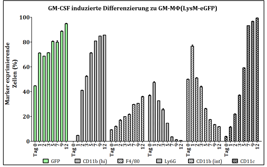 Ergebnisse 35% und der von CD11c-positiven Zellen auf nahezu 100%. Der Neutrophilenmarker Ly6G wurde wie bei der Kultivierung in M-CSF-haltigem Medium nach 12 Tagen nicht mehr nachgewiesen.