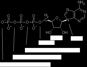Purin/Nukleosid/Nukleotid-Nomenklatur Funktionen der Nukleotide - Energieträger (z.b.