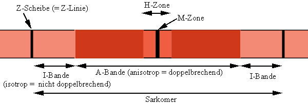 13 von 63 Abgeplattete Membranschläuche, die sogenannten T-Tubuli (=transversale Tubuli) durchziehen die Muskelfasern in ihrer gesamten Breite; sie dienen der Vergrößerung der Membranoberfläche um