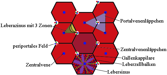 37 von 63 Während der Fetalzeit: Blutbildung Zentralvenenläppchen: Die Leber besteht aus ca. 1-1,5 Mio.