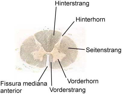 58 von 63 Aufbau des Rückenmarks: Die Spinalganglien am Rückenmark besitzen pseudounipolare Nervenzellen 3.