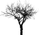 Baum Tomographie 0 opak 1 transparent mul / raycast / exp sum