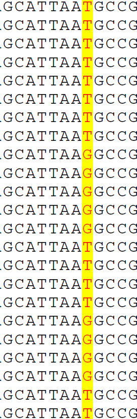 SNPs und PCR-RFLP CCN 51 Arriba CCN 51 500 bp 400 bp PCR RFLP PCR RFLP AseI AseI 300 bp Arriba