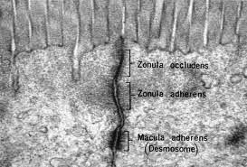 Die Tight Junctions verbinden die Epithelzellen des Darmes eng miteinander.