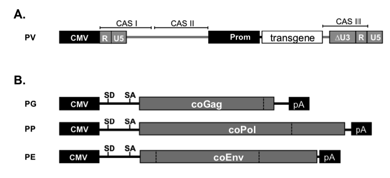 Gentransfer notwendig. CASI beinhaltet die PBS, die CASII-Region ist auf 1,2 kb verkürzt und trägt die Information für die Verpackung der RNA und des Pol-Proteins.