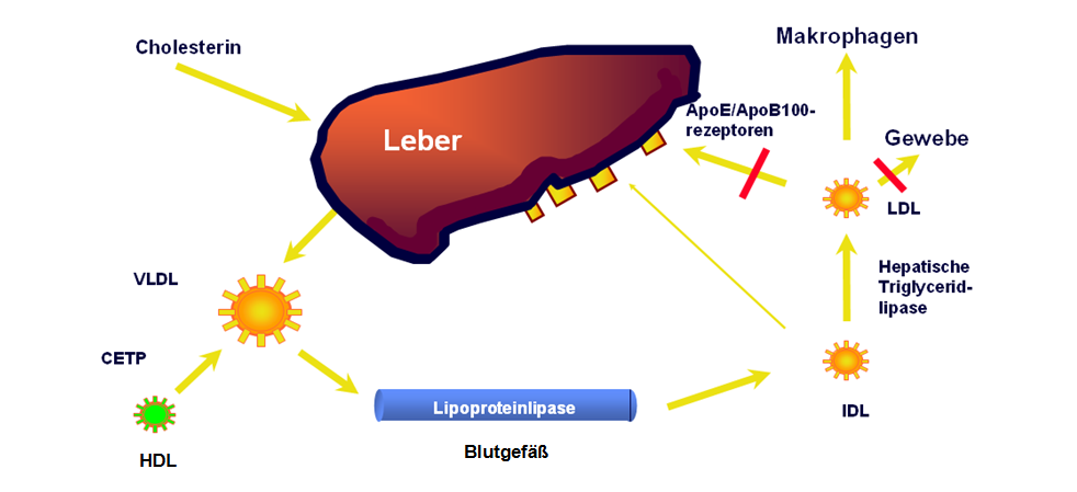 11 Monogene LDL-Hypercholesterinämien Bei diesen Fettstoffwechselstörungen ist die LDL-Cholesterinkonzentration im Blut erhöht.