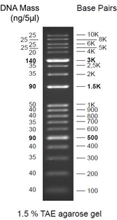 One-for for-all DNA ladder ready-to to-use Description/ An unique combination of a number of proprietary plasmids digested with appropriate restriction enzymes and PCR products to yield 19 fragments,