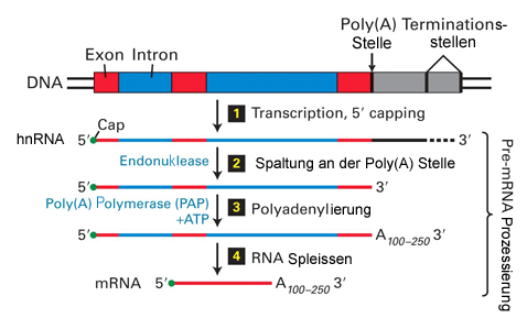 Page 8 of 21 Nomenklatur: Der codierende (sense) Strang der DNA und die neusynthetisierte RNA haben die gleiche Sequenz und Orientierung (ausser dass T in DNA durch U in RNA ersetzt wird).