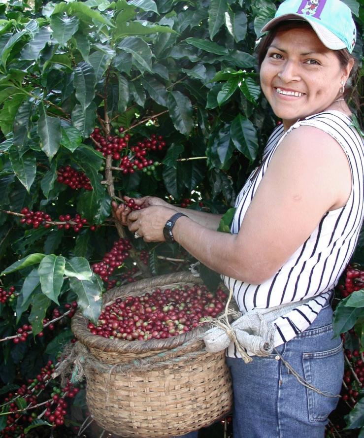 Nachhaltige Beschaffung: Beispiel Kaffee Rohstoffgewinnung, Produktion &