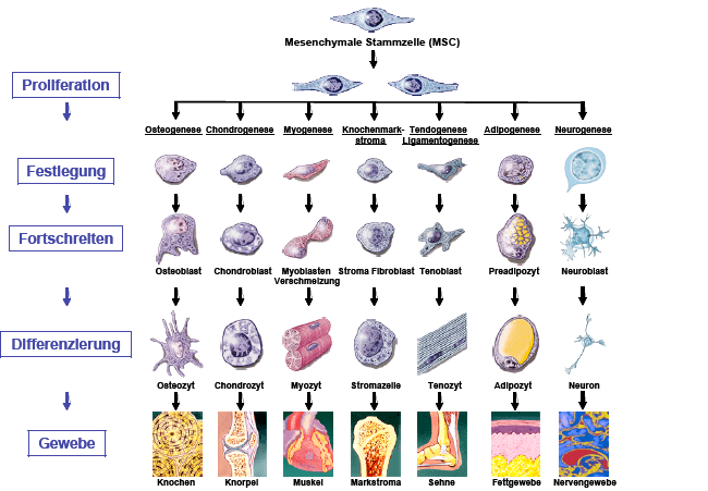 Einleitung Abb. 2: Differenzierung der mesenchymalen Stammzelle bis zur jeweiligen Effektorzelle. Es handelt sich um ein vereinfachtes Schema.
