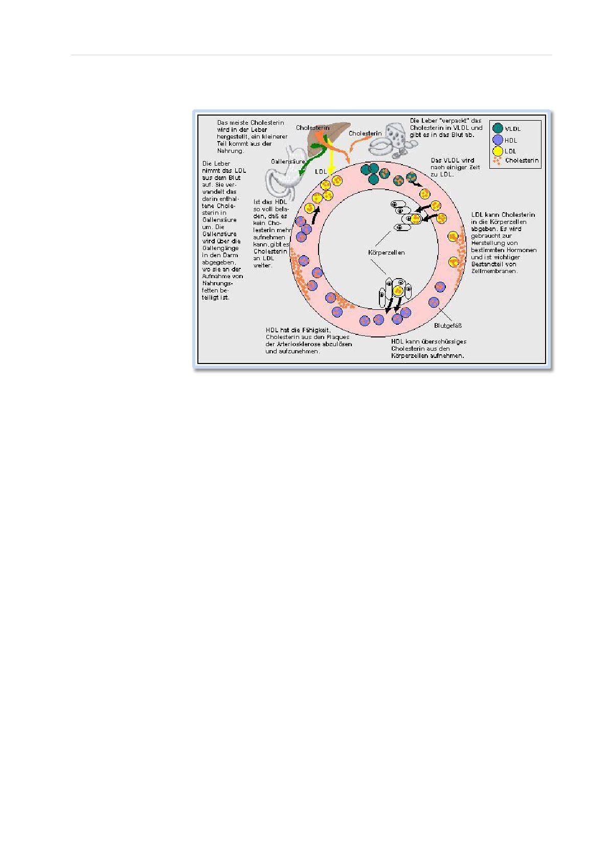 Der Cholesterinkreislauf schematisch dargestellt Abb. 14 Beim Essen werden normalerweise eine Menge Wasser und Enzyme in den Magen und den Darm ausgeschüttet.