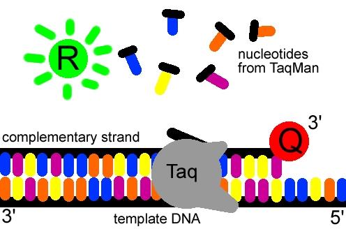 PCR Nested