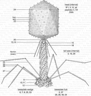 oberflaeche Antigen 3) Komplex: bakteriofag (helicale +