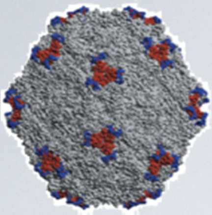 Aszendierende Infektionen Chlamydien B-Streptokokken Bakterien/ Protozoen Toxoplasmose Lues Listerien Parvovirus B19 Erythema infectiosum / Ringelröteln pandemisch auftretende Tröpfcheninfektion