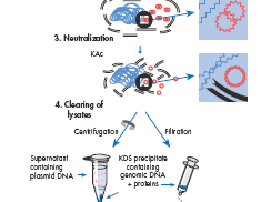 Purification of plasmid DNA Fällung der DNA, 1 ml Eis-kaltes Isopropanol (5 min auf Eis) 20 min bei 4 C zentrifugieren.