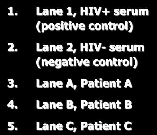 HIV: Western Blot 1. Lane 1, HIV+ serum (positive control) 2.