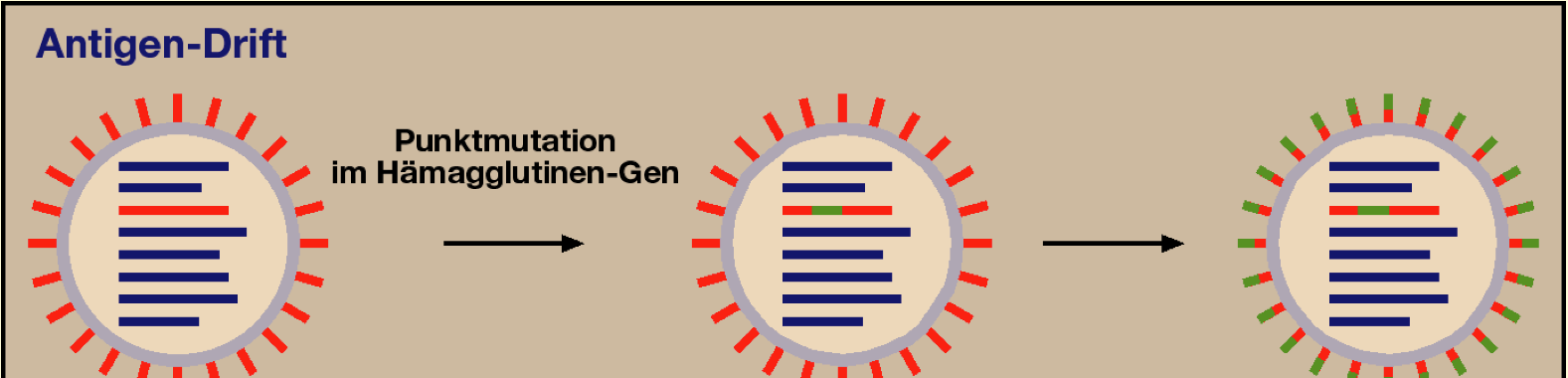 Ätiologie (4): - das Genom dieses RNS-Virus unterliegt einer hohen Mutationsrate - Änderungen im