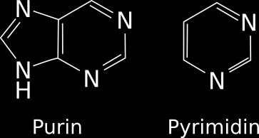 15 Was bedeuten die Begriffe Purin und Pyrimidin?