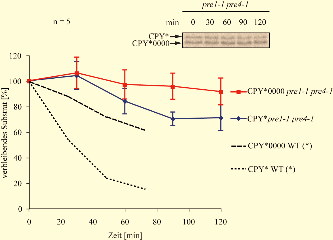 Plemper et al., 1997). Wenn CPY*0000 auch über dieses System proteolysiert wird, dann sollte in einer Proteasommutante ein geringerer Abbau von CPY*0000 beobachtet werden als im Wildtypstamm (WT).