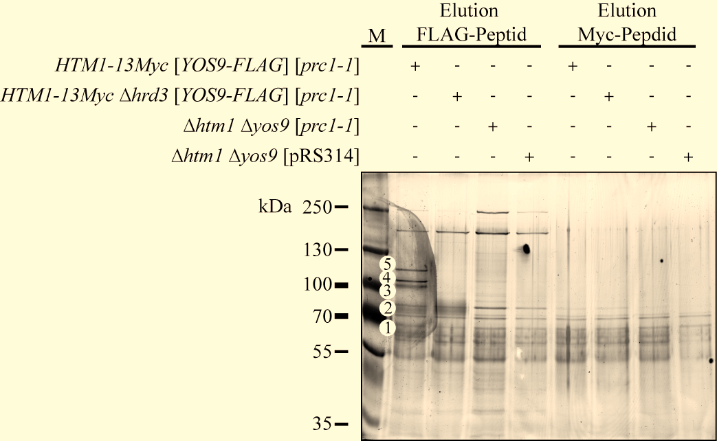 Abb. 12: Yos9 im Gatekeeper -Komplex, Htm1 Immunopräziptation zeigt keine spezifischen Banden. Die Membranproteine wurden mit Digitonin solubilisiert.