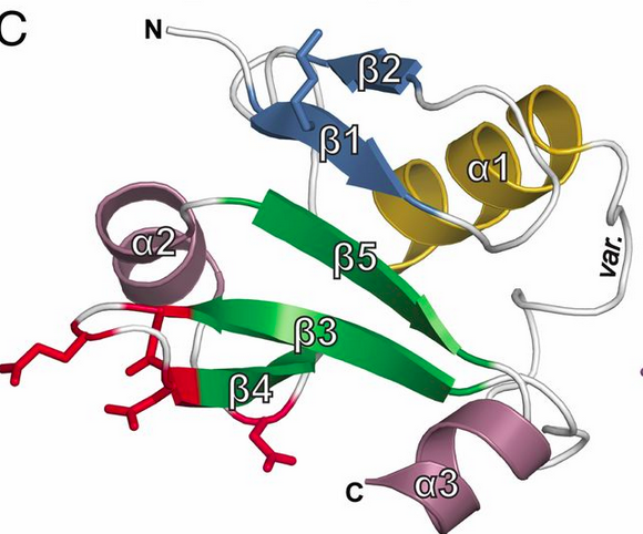 Molekulare Mechanismen der Signaltransduktion 07 - Identifizierung von ARF1 + Hinweise für
