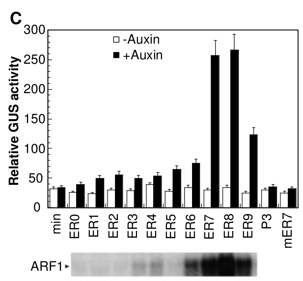 EMSA: ARF1-AuxRe competition assay Wenn der Abstand der ER s 7 bis 8