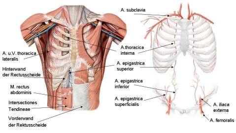 Tab. 17: Funktionelle Anatomie der Bauchmuskeln. 5.1.5.3.
