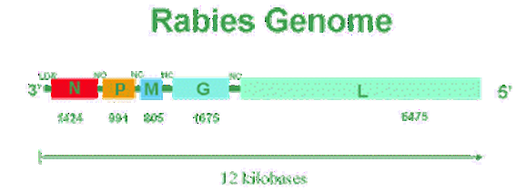 Virusnachweis-RT-PCR 1) Screening mit 3 Real-Time RT-PCRs: GT1, GT5 und GT6 (Nukleokapsidprotein) 2) (nicht in der Routine) ABLV-GT7 Real-Time RT-PCR 3) Bestätigung