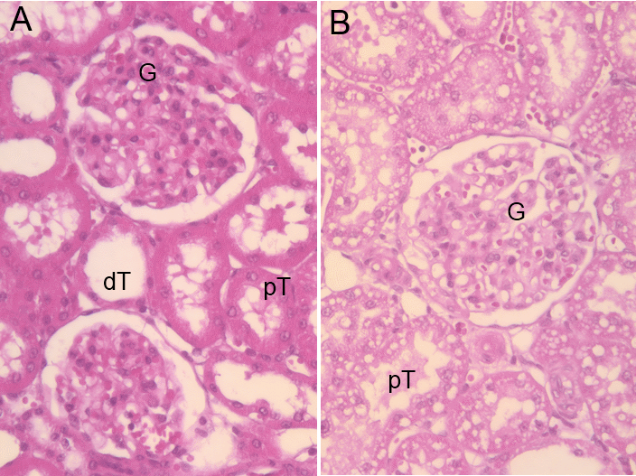 4 Diskussion Abb. 4.1: Histopathologische Bilder der septischen Rattenniere in der HE Färbung.