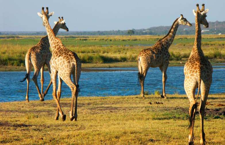 Nationalparks mit vielfältiger Flora und Fauna, Wüsten mit den höchsten Dünen der Welt, Flussläufe im riesigen Okavangodelta und die mächtigen Viktoria Wasserfälle -