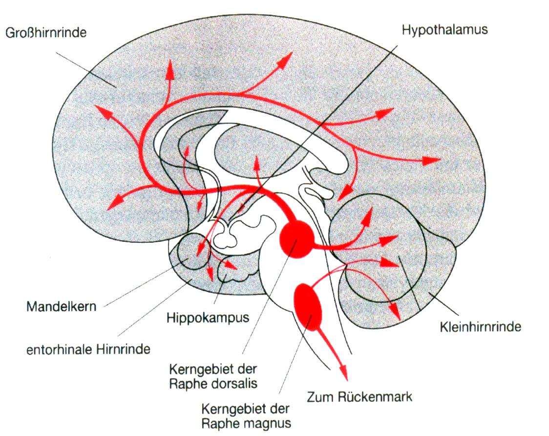 Serotoninerges System Depression Serotonindefizienz-Hypothese 20