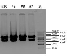 Ergebnisse Abbildung 9: Testverdau der möglichen Targeting Vektor Vorläufer VL2 mit dem Enzym