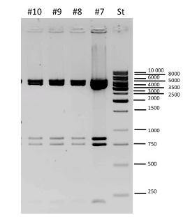 Die humancd22 cdna im Vektor pjet und der Targeting Vektor Vorläufer VL2 wurden mit den Enzymen Bsp1407I und Bsu15I verdaut, die DNA Stücke der cdna und des geöffneten VL2 wurden ligiert und in den E.