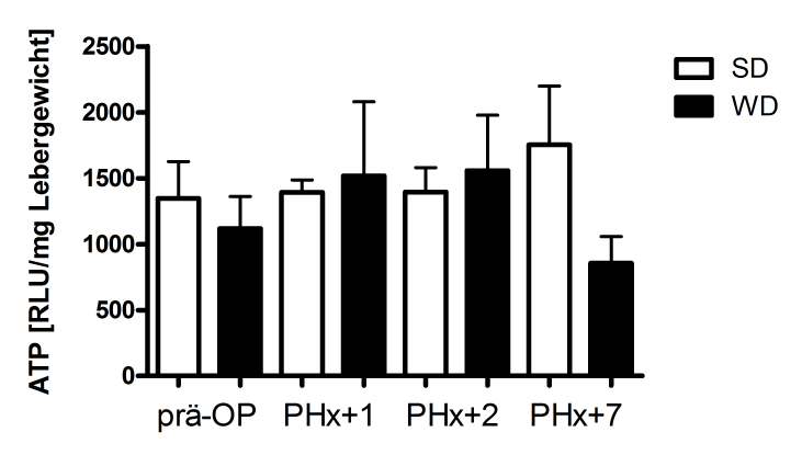 3 Ergebnisse Abb. 43: ATP im Lebergewebe vor und nach 70% PHx. Bestimmung des ATP-Gehalts im Lebergewebe nach 6-wöchiger Fütterung einer SD oder WD.