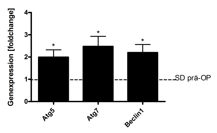 3 Ergebnisse Die Auswertung des TUNEL-Assays ergab, dass die Anzahl an TUNEL-positiven Zellen im Lebergewebe von SD- und WD-gefütterten Mäusen keine Unterschiede aufwies (Abb. 25).
