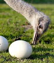 - ach du dickes Ei! Die größten je gelegten Eier stammen vom Madagaskarstrauß. Die Eier der Dinosaurier sind trotz ihrer Körpergröße von bis zu 20 Metern deutlich kleiner.