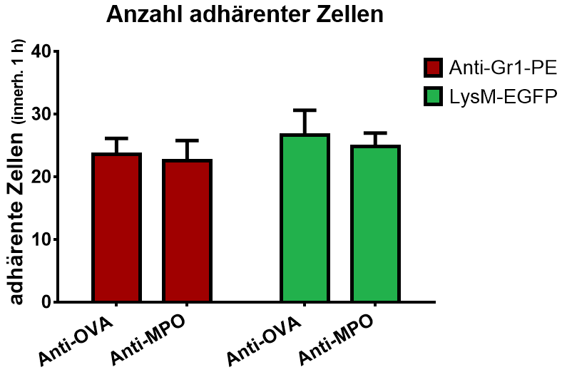 Ergebnisse Abb. 25: Vergleich der Gesamtanzahl analysierter neutrophiler Granulozyten.