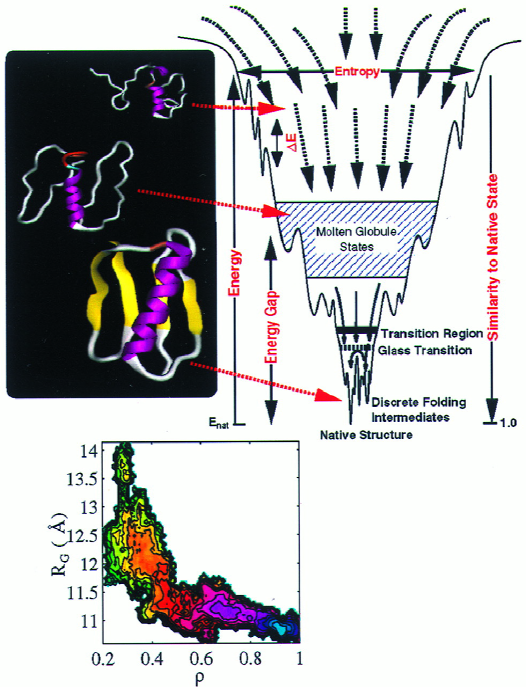 New view of Protein folding : Faltung auf rauhen, trichterförmigen Energielandschften Bryngelson, Wolynes, PNAS (1987) gradient