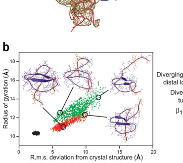 Structure and sequences of SH3 domains used (b) The red ( = 500 K) and green ( = 640 K) points show the spread in radius of gyration and structural diversity in the TSE.