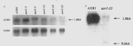 AXR1 - Identifizierung Cosmid poca18-h (16.5 kb) AXR1 Gen cdna Bibliothek Screen mit poca18-h 2 cdnas identifiziert 0.8 und 1.