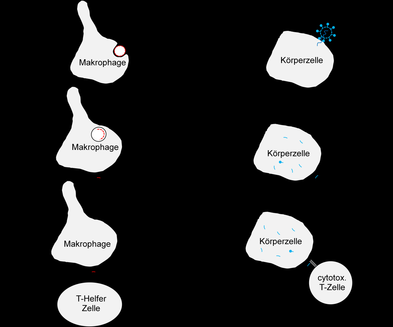 Einleitung Bild 1 links: Kooperation von Makrophage und T-Helfer-Zelle rechts: Interaktion von infizierter Körperzelle mit cytotoxischer T-Zelle Eine B-Zelle produziert nur Antikörper (AK) einer