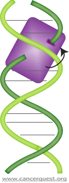 Klassische Zytostatika bei KRK Topoisomerase Hemmer Topotecan (Hycamtin R ) Irinotecan (Campto R ) bewirkt irreguläre, nicht behebbare DNA-Brüche und spontane Vernetzungen Lösen die Torsionsspannung