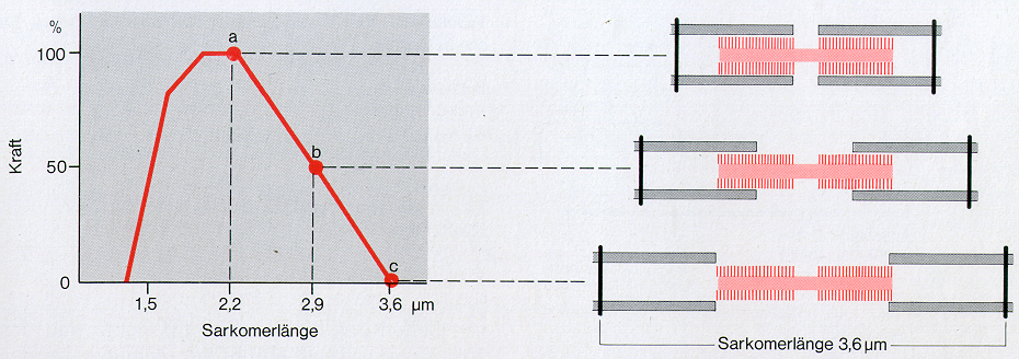 a) b) Abbildung 3: a) Längen-Spannungsdiagramm und b) Überlappung der Aktin- und Myosinfilamente in Abhängigkeit von der Länge der Muskelfasern Quelle: Schmidt / Thews, Physiologie des Menschen,
