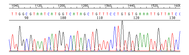 Programme für virtuelles Klonieren ApE- A Plasmid Editor; ApE.