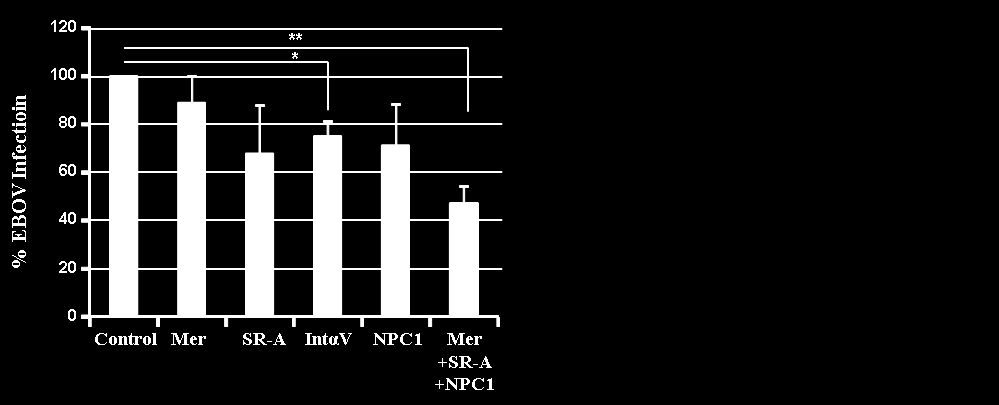 103 FIGURE 9 FIG. 9. Transfection of macrophages with sirnas against NPC1, Mer and SR-A reduces Zaire ebolavirus infection.