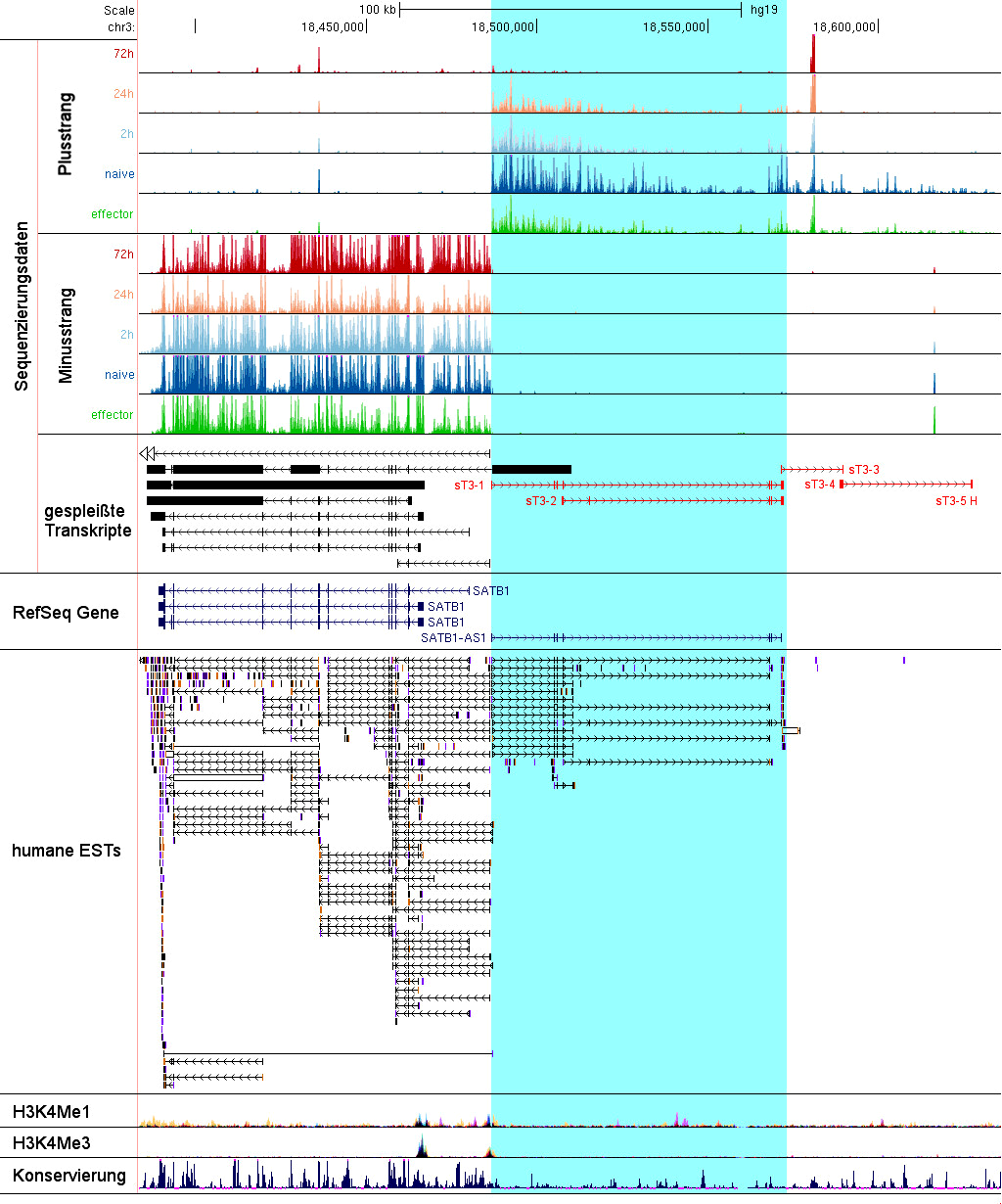 Abb. 3.16 Sequenzierungsdaten im genomischen Kontext TREAT3. Transcript regulated by activation in T cells 3 (chr1: 18 589 400-18 680 400 (hg19) Türkis hinterlegt) scheint SATB1-AS1 zu repräsentieren.